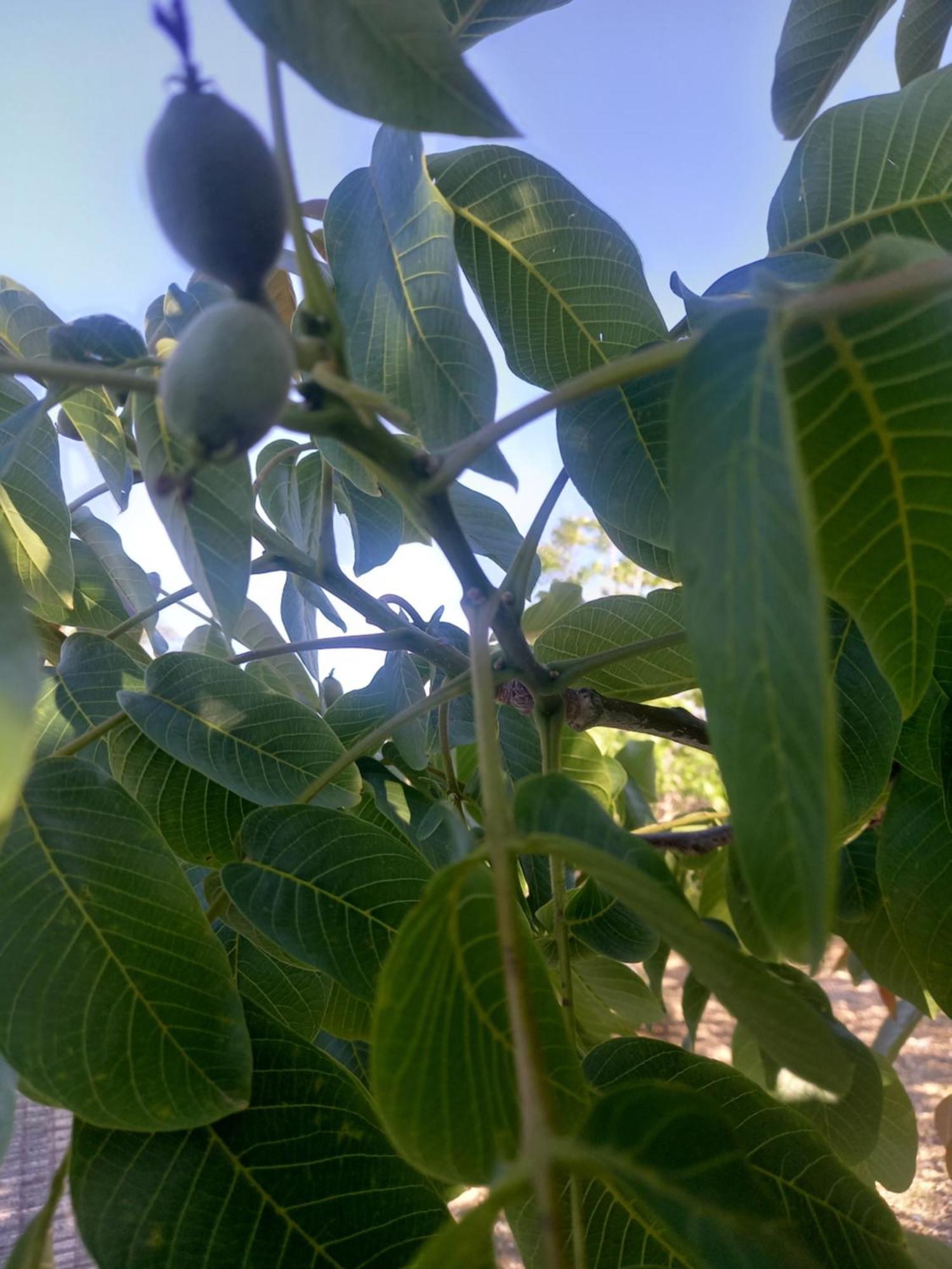 Villa Koumneni Pano Akourdalia Luaran gambar