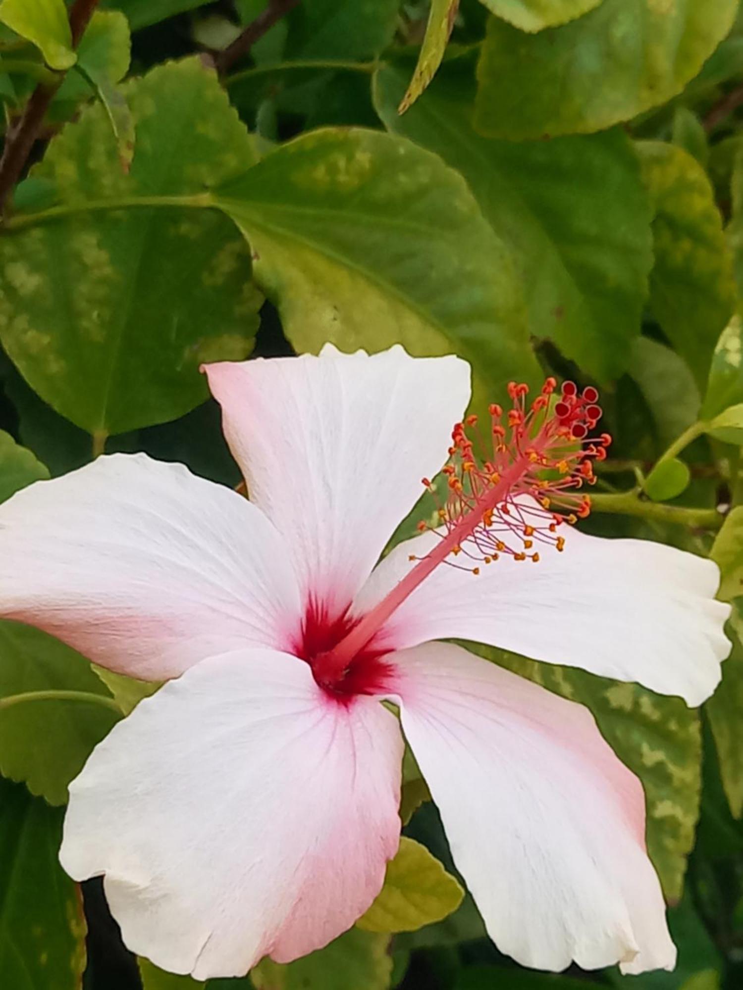 Villa Koumneni Pano Akourdalia Luaran gambar