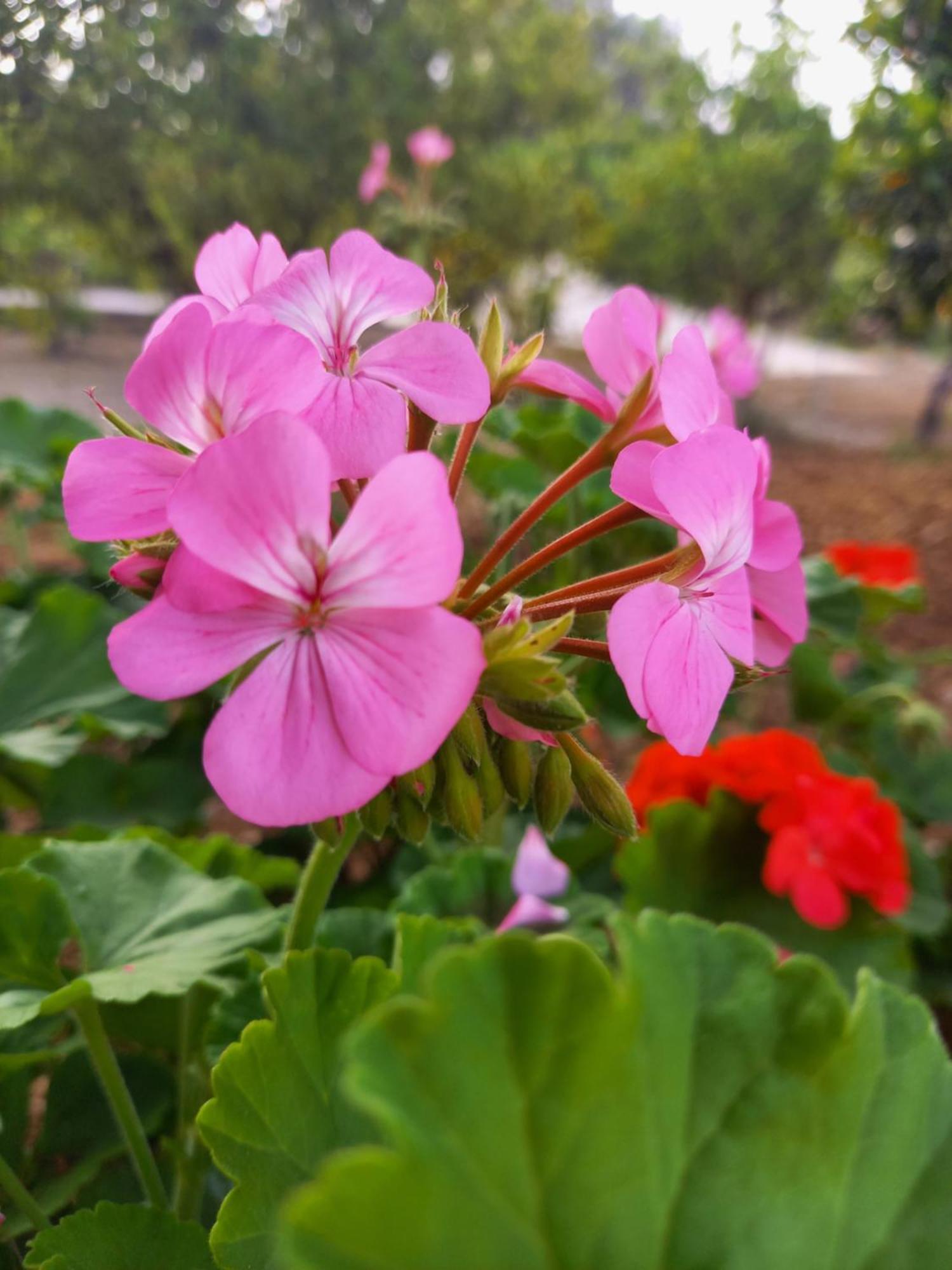 Villa Koumneni Pano Akourdalia Luaran gambar