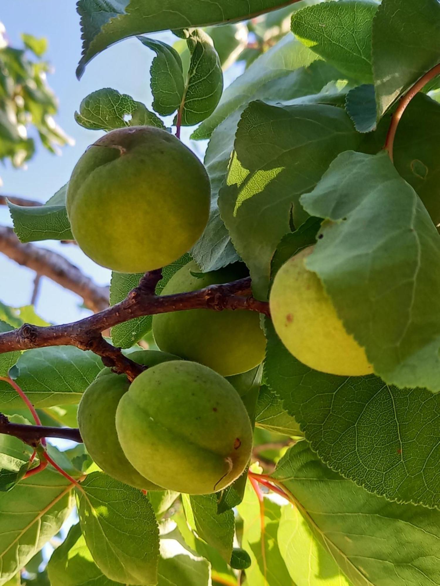 Villa Koumneni Pano Akourdalia Luaran gambar