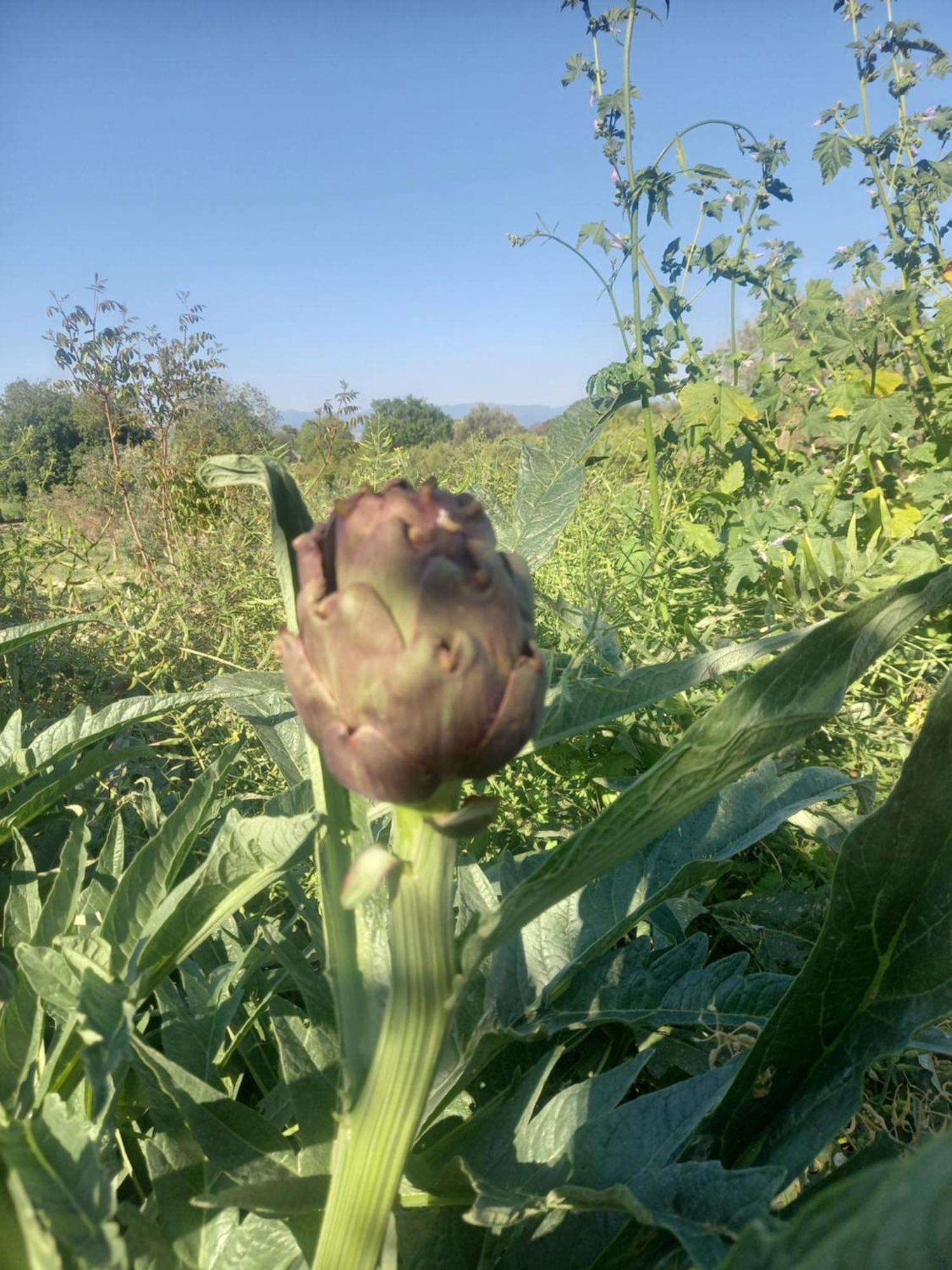 Villa Koumneni Pano Akourdalia Luaran gambar