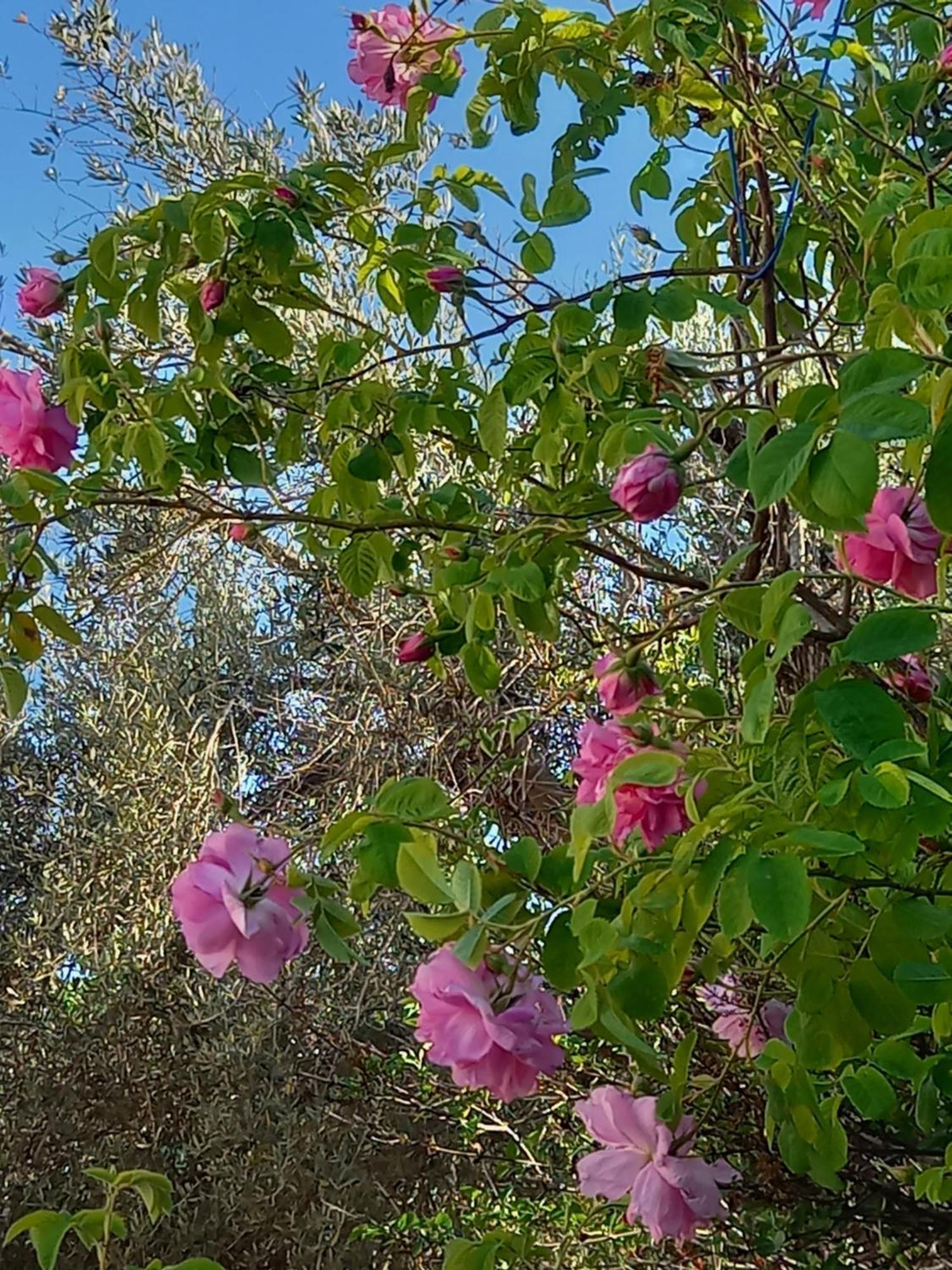 Villa Koumneni Pano Akourdalia Luaran gambar