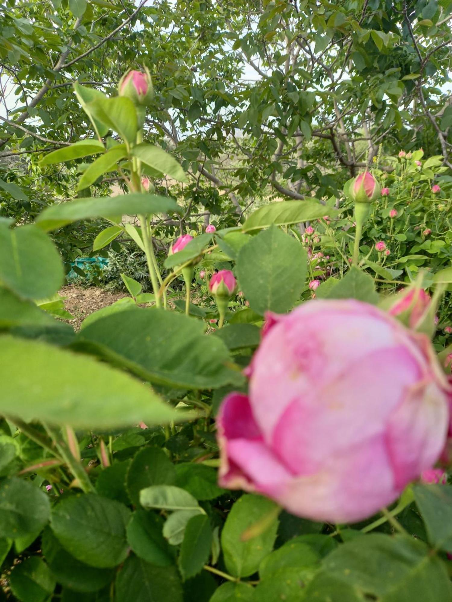 Villa Koumneni Pano Akourdalia Luaran gambar